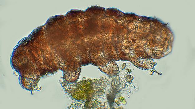 Tardigrades spend most of their lives on moss and lichen (Credit: Papilio/Alamy)