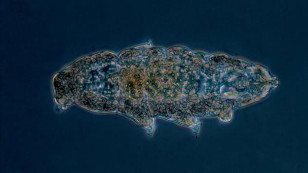 Tardigrades first evolved in water (Credit: PHOTOTAKE Inc./Alamy)