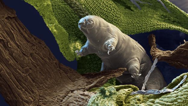 A tardigrade (Macrobiotus sapiens) (Credit: Eye of Science/SPL)
