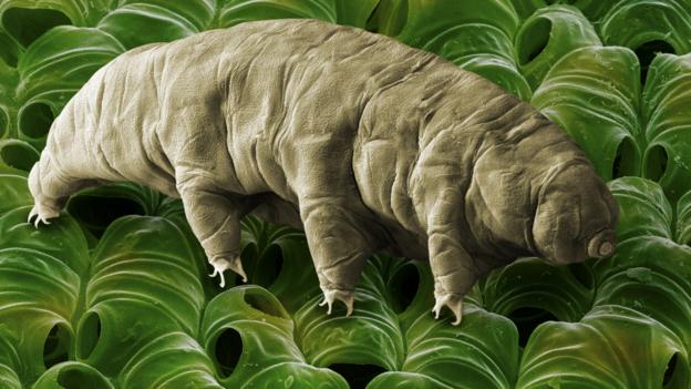 Not all tardigrades are amazing survivors (Credit: Power and Syred/Science Photo Library)