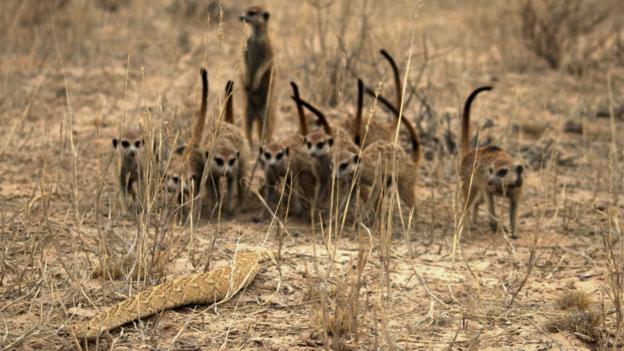 BBC - Earth - The truth about meerkats