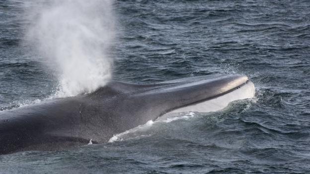A fin whale (Balaenoptera physalus) blowing (Credit: Mark Carwardine/NPL)