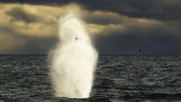 Whales are inherently social animals (Credit: Ole Jorgen Liodden/NPL)