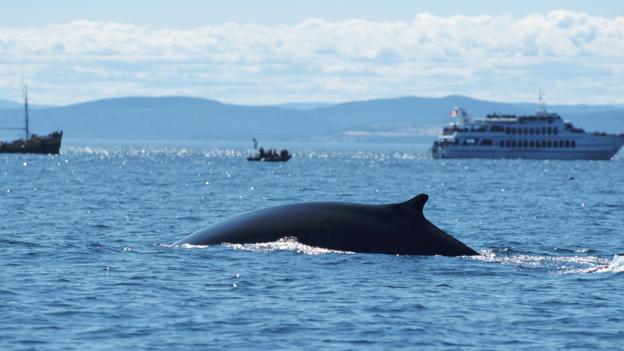 Species like fin whales must now coexist with ships (Credit: Robin Chittenden/NPL)