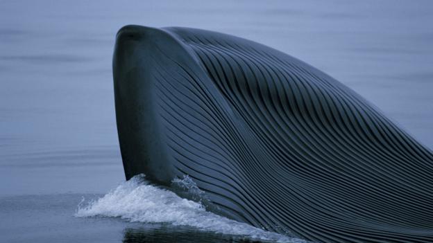 Blue whales can sing for hours (Credit: Nature Production/NPL)