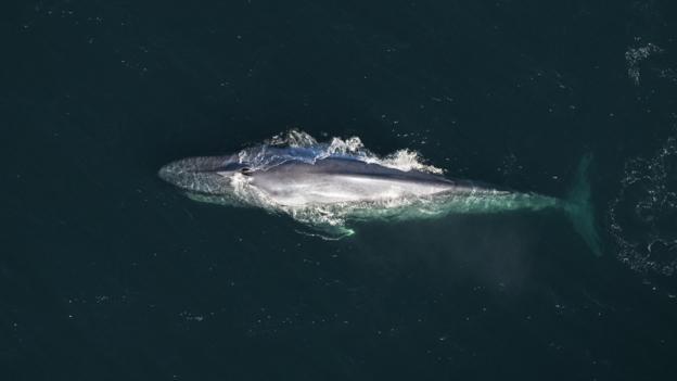 We still have much to learn about blue whales (Credit: Mark Carwardine/NPL)