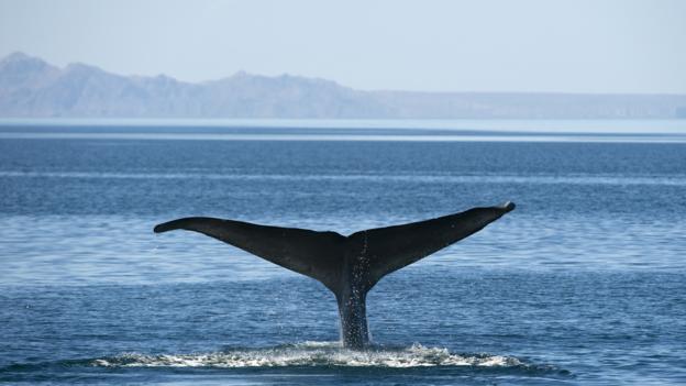 Blue whales have been changing their calls for decades (Credit: Mark Carwardine/NPL)
