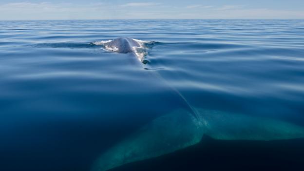 A blue whale (Balaenoptera musculus) at the surface (Credit: Wildlife GmbH/Alamy)