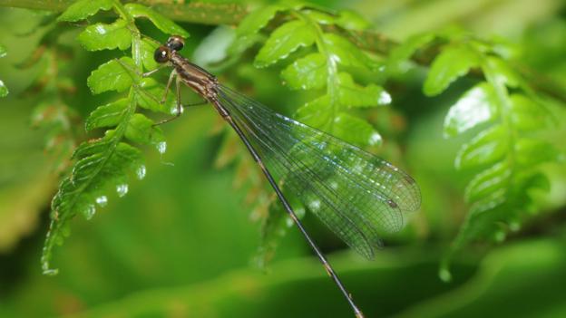 Bbc Earth Papua New Guineas New Species 5069