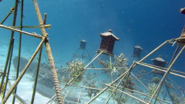 (Credit: Gili Eco Trust) (Credit: Gili Eco Trust)