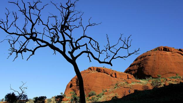 A burnt eucalypt in The Valley Of The Winds (Credit: Credit: Torseten Blackwood/AFP/Getty Images) A burnt eucalypt in The Valley Of The Winds (Credit: Credit: Torseten Blackwood/AFP/Getty Images)
