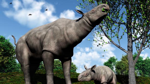 rhino related to dinosaurs