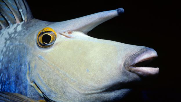 A bluespine unicornfish (Naso unicornis) complete with horn (Credit: Jeff Rotman/NPL)