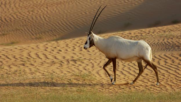 An Arabian oryx (Oryx leucoryx) (Credit: Staffan Widstrand/NPL)