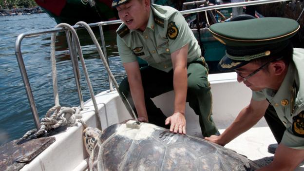 Hainan, China, Sea Turtles, Sea Turtles 911, Conservation (Credit: Credit: Amanda Ruggeri)