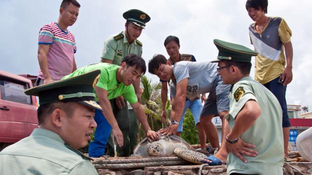 Hainan, China, Sea Turtles, Sea Turtles 911, Conservation (Credit: Credit: Amanda Ruggeri)