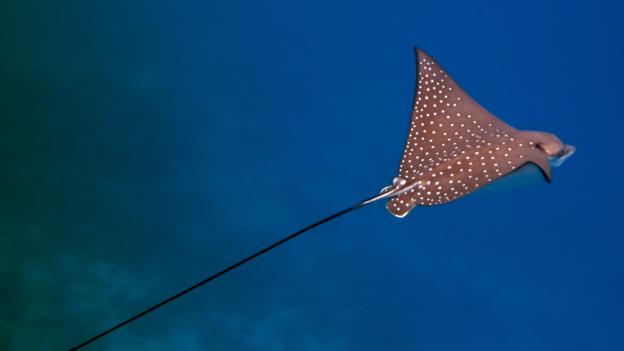 A spotted eagle ray glides through the sea (Credit: Credit: Diane Selkirk) A spotted eagle ray glides through the sea (Credit: Credit: Diane Selkirk)