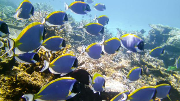Powder blue surgeonfish can be found throughout the Maldives (Credit: Credit: Diane Selkirk) Powder blue surgeonfish can be found throughout the Maldives (Credit: Credit: Diane Selkirk)