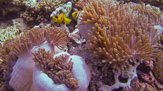 Fish swim around an anemone (Credit: Credit: Diane Selkirk) Fish swim around an anemone (Credit: Credit: Diane Selkirk)