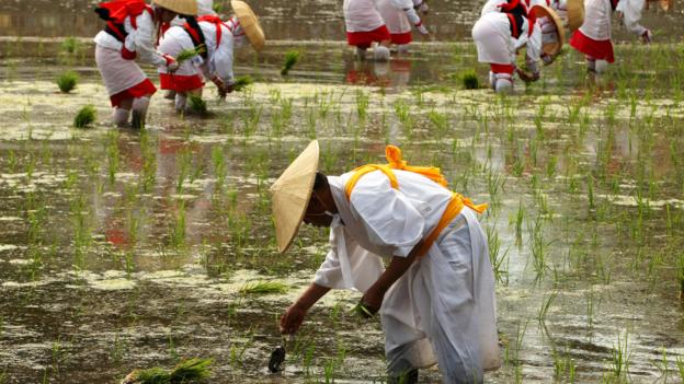 A rice planting ritual in Osaka (Credit: Credit: Buddhika Weerasinghe/Getty) A rice planting ritual in Osaka (Credit: Credit: Buddhika Weerasinghe/Getty)