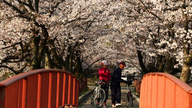 Osaka's cherry blossoms in full bloom (Credit: Credit: Buddhika Weerasinghe/Getty) Osaka's cherry blossoms in full bloom (Credit: Credit: Buddhika Weerasinghe/Getty)