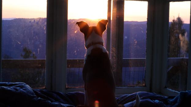 Jackson enjoying the blood-red sunrise (Credit: Credit: Britany Robinson) Jackson enjoying the blood-red sunrise (Credit: Credit: Britany Robinson)
