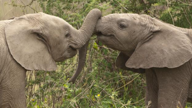 Elephants show affection using their trunks (Credit: Laura Romin/Larry Dalton/Alamy)