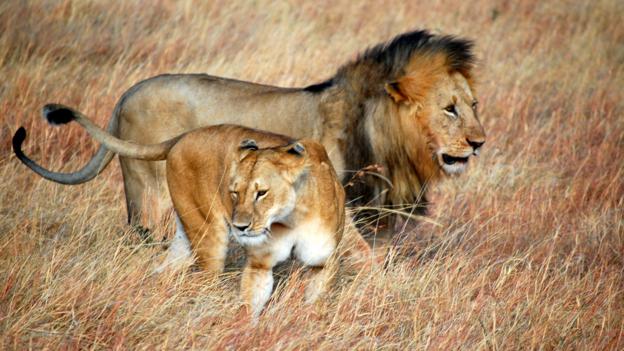 Some Lions Have Sex More Than 31