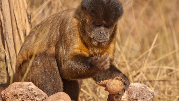 A black-striped capuchin eating a cracked nut (Credit: Mary McDonald/NPL)