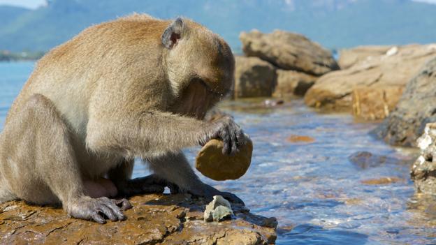 Long-tailed macaques live on islands in Thailand (Credit: Mark MacEwen/NPL)