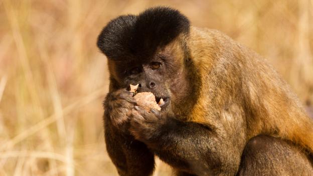 A bearded capuchin eating a nut cracked using a stone (Credit: Mary McDonald/NPL)