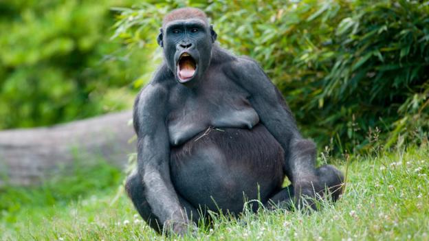 Apes have many vocal repertoires (Credit: ImageBROKER/Alamy)