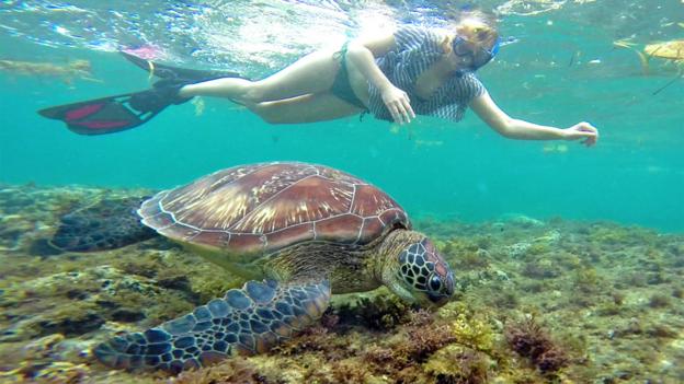 Making friends with turtles in the Philippines (Credit: Credit: Sabrina Iovino) Making friends with turtles in the Philippines (Credit: Credit: Sabrina Iovino)