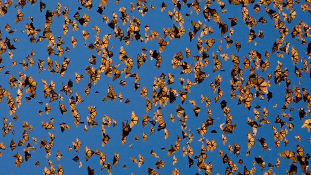 Cloud of Monarch butterflies (Danaus plexippus), Michoacan (credit: Ingo Arndt / NPL).