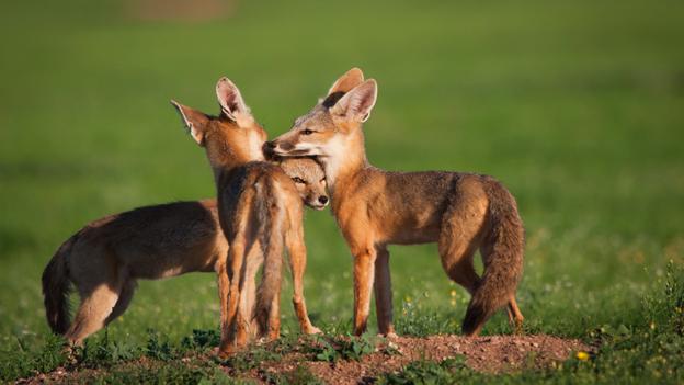 Kit foxes (Vulpes macrotis), Chihuahua (credit: Krista Schlyer / NPL).