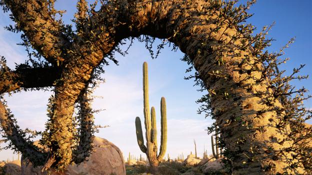 Boojum tree and a Cardon cactus (credit: Jack Dykinga / NPL).