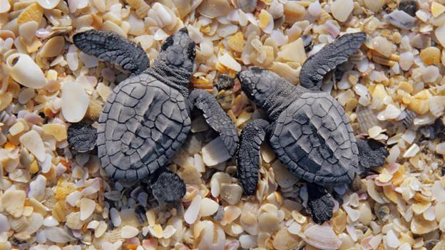 Kemp's ridley turtles, La Pesca Beach (credit: Claudio Contreras / NPL).