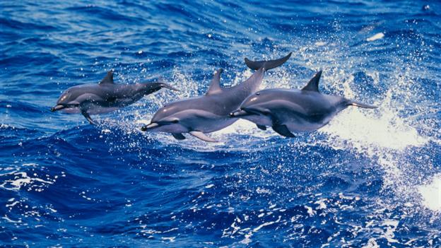 Racing porpoising Clymene dolphins {Stenella clymene} (credit: Todd Pusser / NPL).