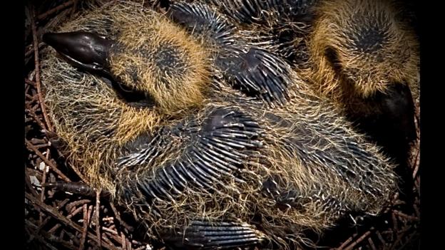 Two baby pigeons tucked in their nest (Credit: Nishanth Jois/CC by 2.0)