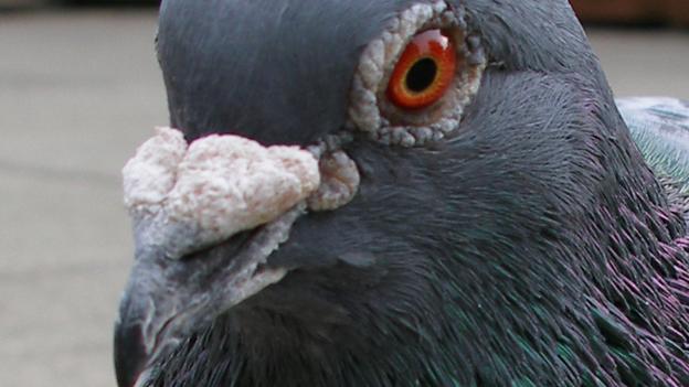 An adult pigeon with white cere (Credit: Thomas Quine/CC by 2.0)