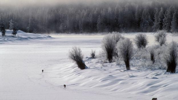 An anecdote describes a mentally ill coyote (Canis latrans) (Credit: Tom Mangelsen/NPL)