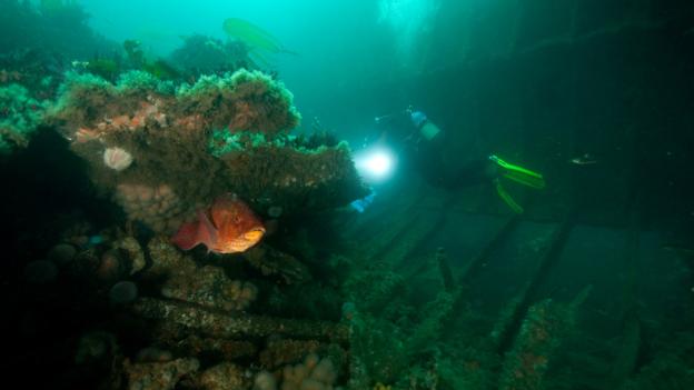 A diver explores the wreck of the Tabarka (Credit: Credit: Gareth Lock/Imagesoflife.co.uk) A diver explores the wreck of the Tabarka (Credit: Credit: Gareth Lock/Imagesoflife.co.uk)