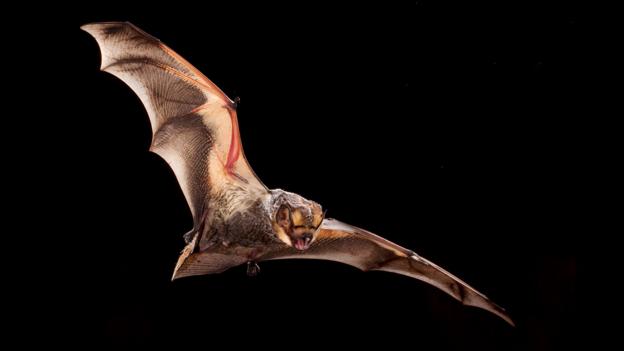 A hoary bat (Lasiurus cinereus) in flight (Credit: Michael Durham/NPL)