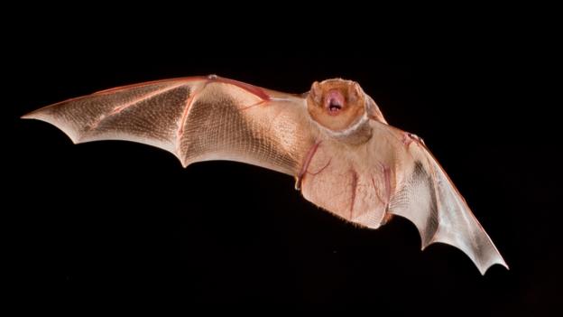 An eastern red bat (Lasiurus borealis) in flight (Credit: Michael Durham/NPL)