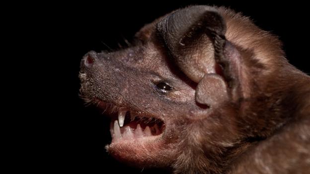 A velvety free-tailed bat (Molossus molossus) (Credit: Pete Oxford/NPL)