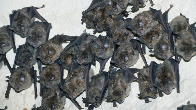 Greater horseshoe bats (Rhinolophus ferrumequinum) (Credit: Kerstin Hinze/NPL)