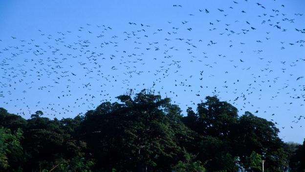Indian flying foxes (Pteropus giganteus) in Sri Lanka (Credit: Toby Sinclair/NPL)