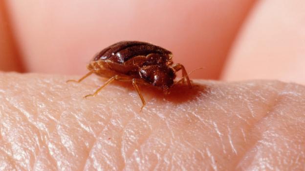 A bedbug (Cimez lectularius) (Credit: John Downer/NPL)