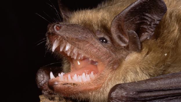 A little brown bat (Myotis lucifugus) (Credit: Shattil & Rozinski/NPL)