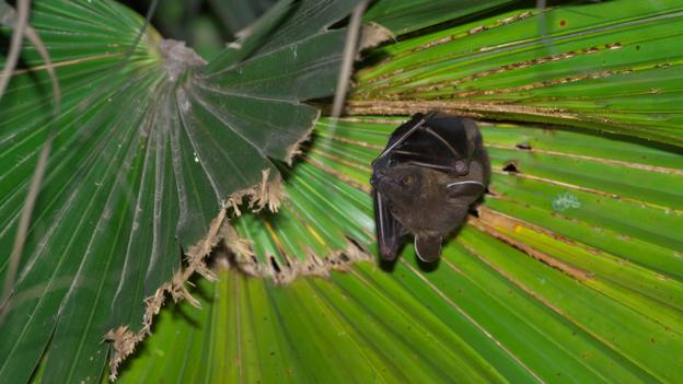 A greater short-nosed fruit bat (Cynopterus sphinx) at rest (Credit: Dong Lei/NPL)